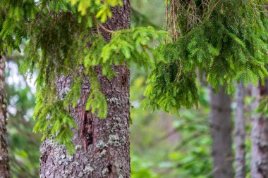 arka planda yeşil yeşillik dokular ile ağaç gövde siluetleri ormandaki. güneşli gün