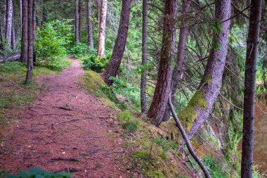 ağaç gövde siluetleri yeşil yaz aylarında nehir kıyısında