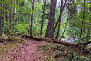 ağaç gövde siluetleri yeşil yaz aylarında nehir kıyısında