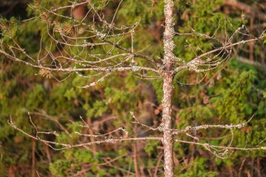 ağaç gövde siluetleri yeşil yaz aylarında nehir kıyısında