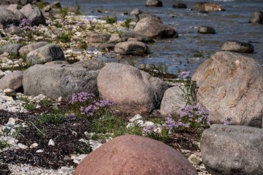 kayalık deniz plaj denize güneşli gökyüzü ve dalgalar ile geniş açı bakış açısı ile