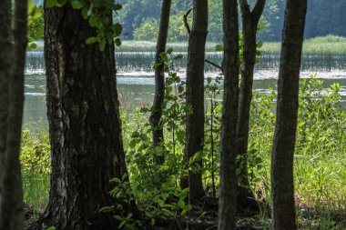 ağaç gövde siluetleri yeşil yaz aylarında nehir kıyısında