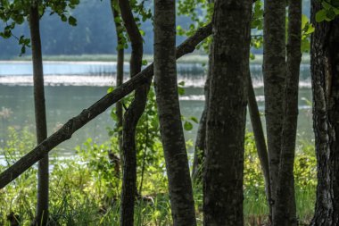 ağaç gövde siluetleri yeşil yaz aylarında nehir kıyısında