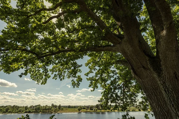 Силуэты Ствола Дерева Берегу Реки Зеленым Летом — стоковое фото