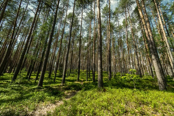 Baumstammsilhouetten Wald Mit Grünen Laubstrukturen Hintergrund Sonniger Tag — Stockfoto