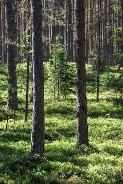 Κορμός Δέντρου Σιλουέτες Στο Δάσος Πράσινο Φύλλωμα Υφές Στο Παρασκήνιο — Φωτογραφία Αρχείου