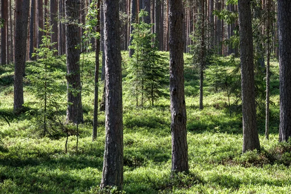 Siluetas Tronco Árbol Bosque Con Texturas Follaje Verde Fondo Día — Foto de Stock