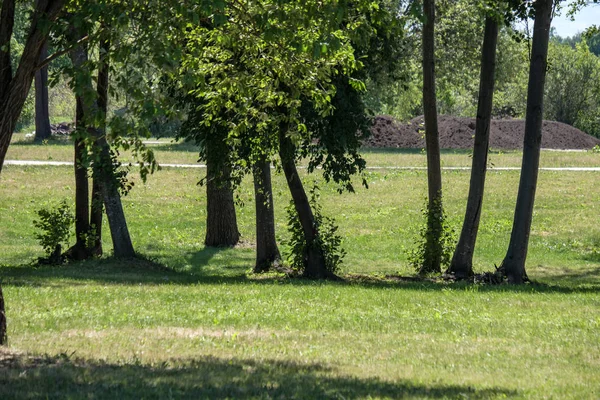 Sylwetki Pnia Drzewa Lesie Zielonych Liści Tekstury Tle Słoneczny Dzień — Zdjęcie stockowe