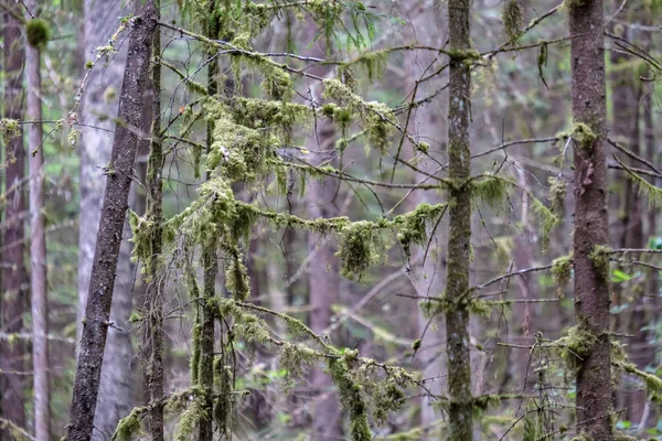 Silhuetas Tronco Árvore Floresta Com Texturas Folhagem Verde Fundo Dia — Fotografia de Stock