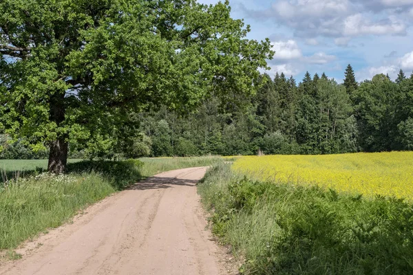 simple country gravel road in summer at countryside with trees around and clouds in the sky