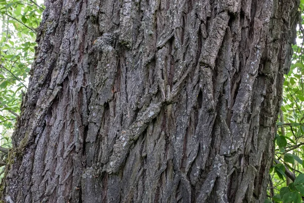 Силуэты Ствола Дерева Лесу Зелеными Текстурами Листвы Заднем Плане Солнечный — стоковое фото