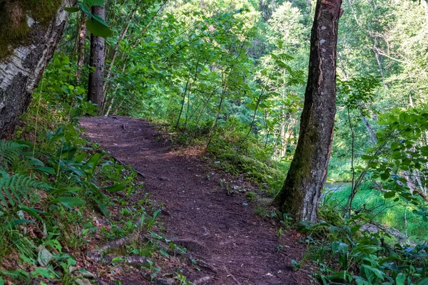 Siluetas Tronco Árbol Bosque Con Texturas Follaje Verde Fondo Día — Foto de Stock