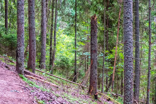 Tree Trunk Silhouetten Bos Met Groen Gebladerte Texturen Achtergrond Zonnige — Stockfoto