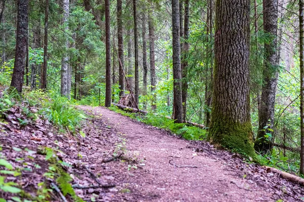 arka planda yeşil yeşillik dokular ile ağaç gövde siluetleri ormandaki. güneşli gün