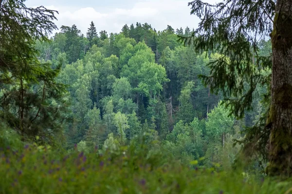 Silhuetas Tronco Árvore Floresta Com Texturas Folhagem Verde Fundo Dia — Fotografia de Stock