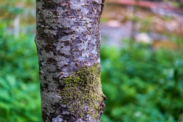 Sylwetki Pnia Drzewa Brzegu Rzeki Zielone Lato — Zdjęcie stockowe