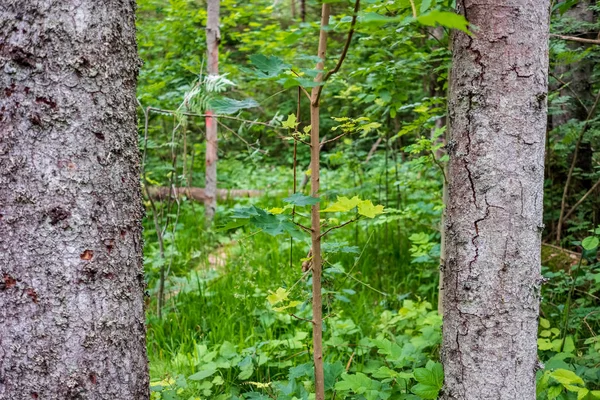 Baumstammsilhouetten Ufer Des Flusses Grünen Sommer — Stockfoto