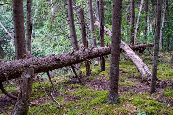 Tree Trunk Silhouetten Oever Van Rivier Groene Zomer — Stockfoto