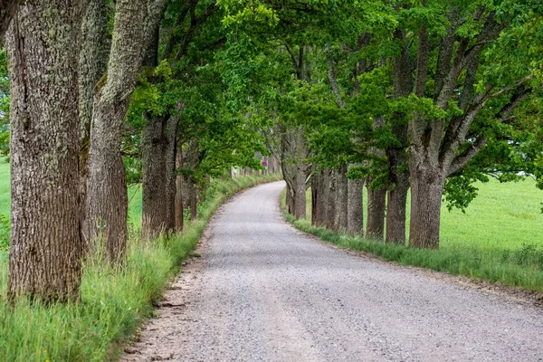 Simple Country Gravel Road Summer Countryside Trees Clouds Sky — Stock Photo, Image