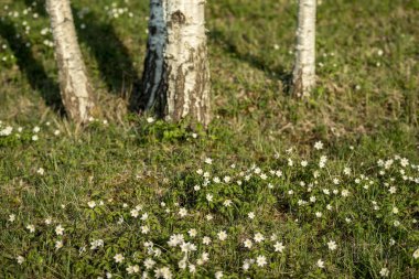 büyük alan bahar beyaz anemon çiçeği çiçek dolu. bir bitki genellikle parlak renkli çiçek taşıyan düğün çiçeği ailesinden. Anemon doğada yaygın olarak dağıtılır ve popüler Bahçe bitkileri birkaç türü vardır.