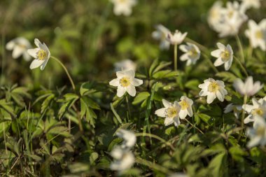 büyük alan bahar beyaz anemon çiçeği çiçek dolu. bir bitki genellikle parlak renkli çiçek taşıyan düğün çiçeği ailesinden. Anemon doğada yaygın olarak dağıtılır ve popüler Bahçe bitkileri birkaç türü vardır.
