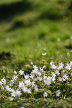 büyük alan bahar beyaz anemon çiçeği çiçek dolu. bir bitki genellikle parlak renkli çiçek taşıyan düğün çiçeği ailesinden. Anemon doğada yaygın olarak dağıtılır ve popüler Bahçe bitkileri birkaç türü vardır.