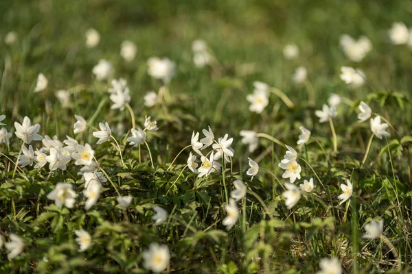 Большое Поле Белых Цветков Анемона Весной Растение Семейства Лютиков Обычно — стоковое фото