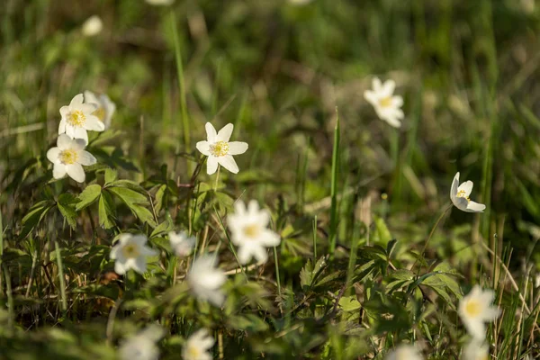Большое Поле Белых Цветков Анемона Весной Растение Семейства Лютиков Обычно — стоковое фото