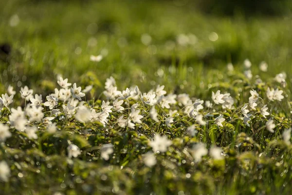 Nagy Területen Fehér Anemone Virágok Tavasszal Növény Buttercup Család Élénk — Stock Fotó