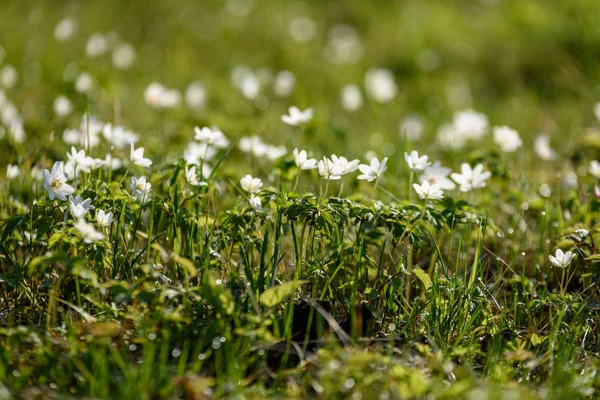 Grande Campo Fiori Anemone Bianco Primavera Una Pianta Della Famiglia — Foto Stock