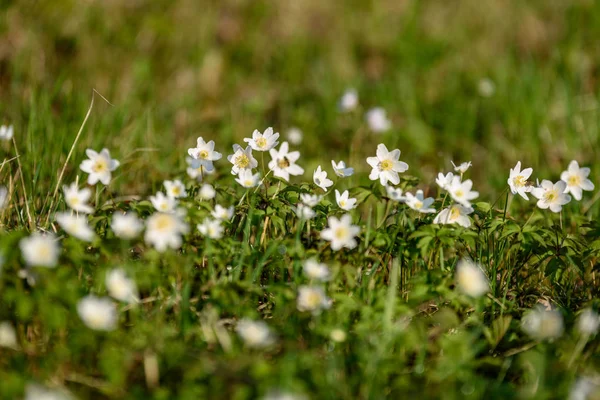 Duże Pole Białego Zawilec Kwiaty Wiosnę Roślina Rodziny Zazwyczaj Łożysko — Zdjęcie stockowe
