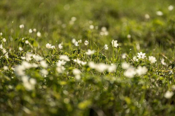 Nagy Területen Fehér Anemone Virágok Tavasszal Növény Buttercup Család Élénk — Stock Fotó