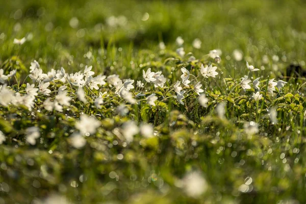 Großes Feld Weißer Anemonenblüten Frühling Eine Pflanze Aus Der Familie — Stockfoto