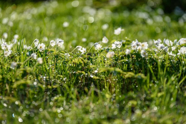 Großes Feld Weißer Anemonenblüten Frühling Eine Pflanze Aus Der Familie — Stockfoto