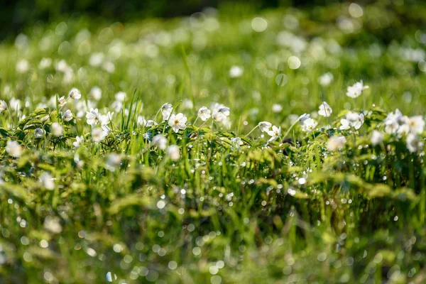 春に白いアネモネの花の大規模なフィールドは 通常明るく着色された花をつけるキンポウゲ科の植物 イソギンチャクが広く分布する野生といくつかの種類は人気のある園芸植物 — ストック写真