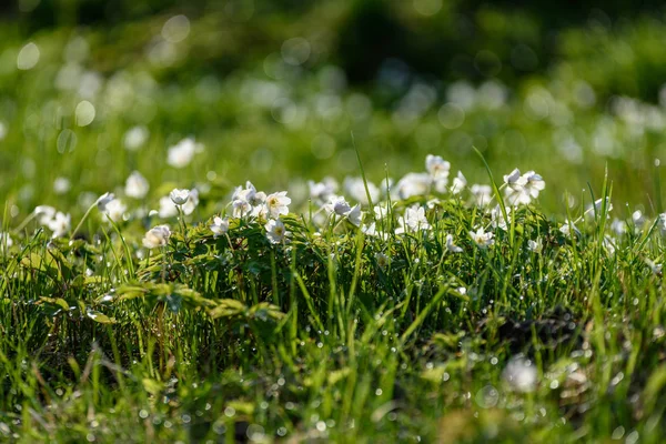 Nagy Területen Fehér Anemone Virágok Tavasszal Növény Buttercup Család Élénk — Stock Fotó