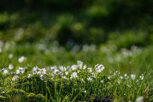 Großes Feld Weißer Anemonenblüten Frühling Eine Pflanze Aus Der Familie — Stockfoto