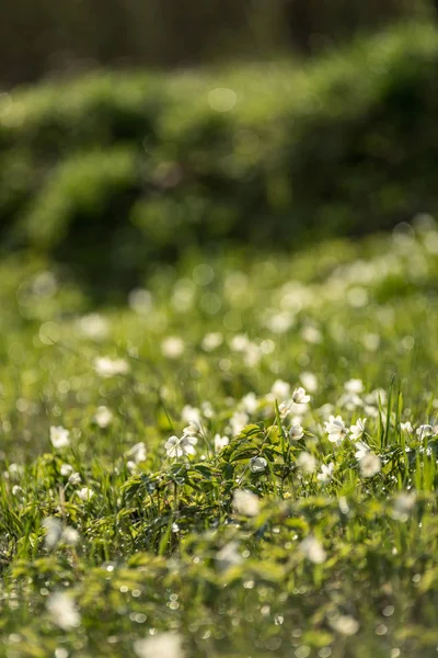 春に白いアネモネの花の大規模なフィールドは 通常明るく着色された花をつけるキンポウゲ科の植物 イソギンチャクが広く分布する野生といくつかの種類は人気のある園芸植物 — ストック写真