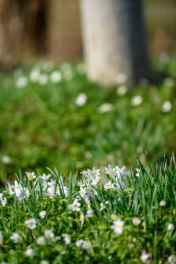 büyük alan bahar beyaz anemon çiçeği çiçek dolu. bir bitki genellikle parlak renkli çiçek taşıyan düğün çiçeği ailesinden. Anemon doğada yaygın olarak dağıtılır ve popüler Bahçe bitkileri birkaç türü vardır.