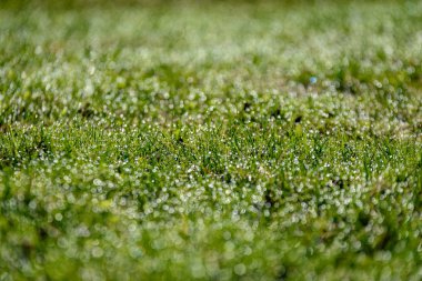 Güzel yeşil çim taze yağmur çiy mowed ve arka plan bulanıklık bokeh