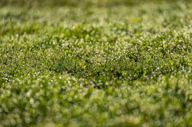Güzel yeşil çim taze yağmur çiy mowed ve arka plan bulanıklık bokeh