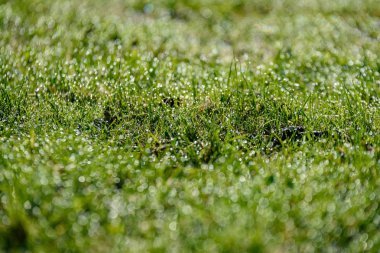 Güzel yeşil çim taze yağmur çiy mowed ve arka plan bulanıklık bokeh