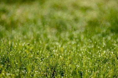 Güzel yeşil çim taze yağmur çiy mowed ve arka plan bulanıklık bokeh