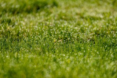 Güzel yeşil çim taze yağmur çiy mowed ve arka plan bulanıklık bokeh