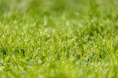 Güzel yeşil çim taze yağmur çiy mowed ve arka plan bulanıklık bokeh