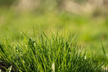 Yağmur çiy çim ve çiçek ile taze güzel yeşil çim mowed
