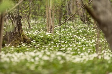 büyük alan bahar beyaz anemon çiçeği çiçek dolu. bir bitki genellikle parlak renkli çiçek taşıyan düğün çiçeği ailesinden. Anemon doğada yaygın olarak dağıtılır ve popüler Bahçe bitkileri birkaç türü vardır.