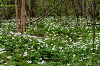 büyük alan bahar beyaz anemon çiçeği çiçek dolu. bir bitki genellikle parlak renkli çiçek taşıyan düğün çiçeği ailesinden. Anemon doğada yaygın olarak dağıtılır ve popüler Bahçe bitkileri birkaç türü vardır.