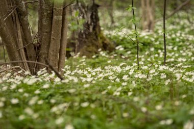 büyük alan bahar beyaz anemon çiçeği çiçek dolu. bir bitki genellikle parlak renkli çiçek taşıyan düğün çiçeği ailesinden. Anemon doğada yaygın olarak dağıtılır ve popüler Bahçe bitkileri birkaç türü vardır.