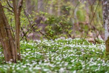 büyük alan bahar beyaz anemon çiçeği çiçek dolu. bir bitki genellikle parlak renkli çiçek taşıyan düğün çiçeği ailesinden. Anemon doğada yaygın olarak dağıtılır ve popüler Bahçe bitkileri birkaç türü vardır.